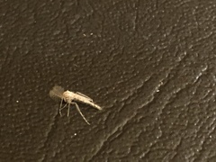 Chaoborus punctipennis