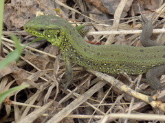 Lacerta agilis