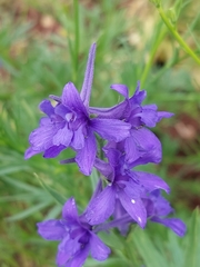 Delphinium halteratum