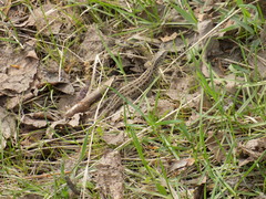 Lacerta agilis