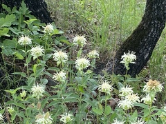 Monarda luteola