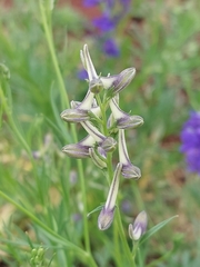 Delphinium halteratum