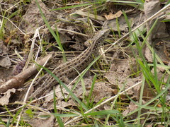 Lacerta agilis