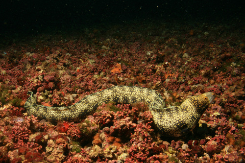 Snowflake Moray