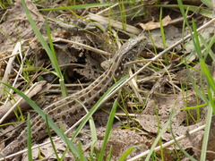 Lacerta agilis