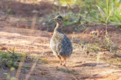 Nothoprocta curvirostris