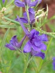 Delphinium halteratum