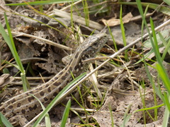 Lacerta agilis