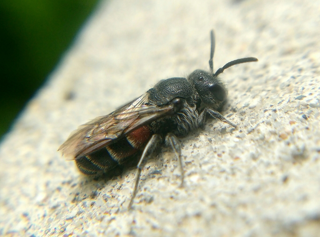 Dioxyini