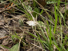 Petrophora chlorosata