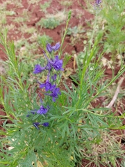 Delphinium halteratum
