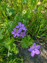 Geranium asphodeloides