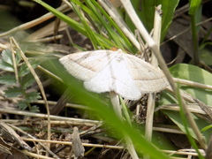 Petrophora chlorosata