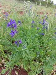 Delphinium halteratum