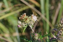 Berkheya bipinnatifida