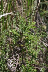 Berkheya bipinnatifida