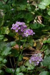 Cardamine raphanifolia