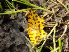 Pseudopanthera macularia