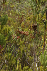 Erica thomae thomae