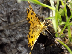 Pseudopanthera macularia