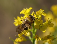 Andrena lagopus