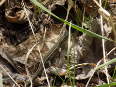 Lacerta agilis