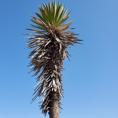 Yucca carnerosana