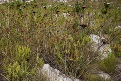 Erica thomae thomae