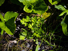 Ranunculus hispidus caricetorum
