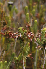 Erica thomae thomae