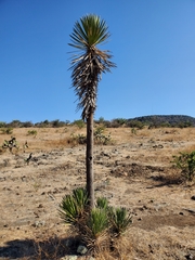 Yucca carnerosana
