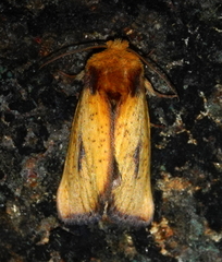 Antheua exanthemata