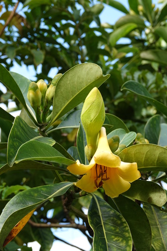 Fagraea auriculata observed 2018-06-16