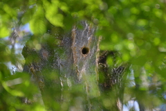 Dendrocopos major