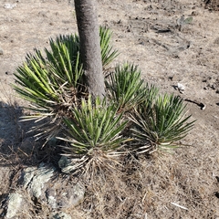 Yucca carnerosana