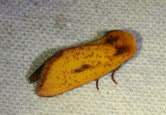 Antheua exanthemata