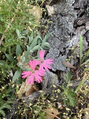Silene hookeri