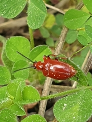 Lilioceris merdigera