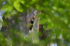 Dendrocopos major