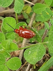 Lilioceris merdigera