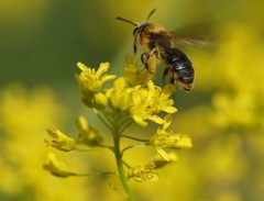 Andrena lagopus