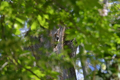 Dendrocopos major