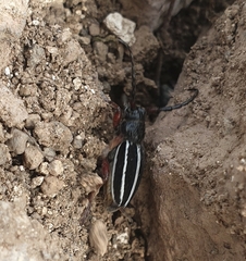 Dorcadion scabricolle