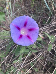 Ipomoea purpurea