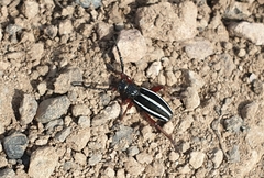 Dorcadion scabricolle