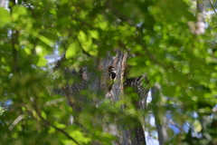 Dendrocopos major