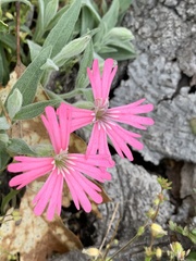 Silene hookeri