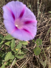Ipomoea purpurea