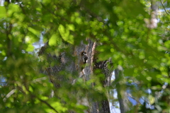 Dendrocopos major