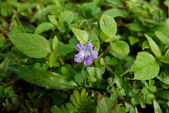 Ruellia repens